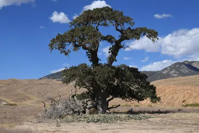 DSC_2285 (Large).JPG